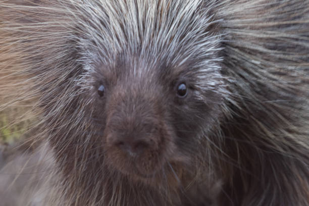 The Indian crested Porcupine, Hystrix indica or Indian porcupine, is a large species of hystricomorph rodent belonging to the Old World porcupine family, Hystricidae