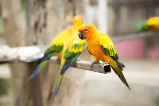 Photo of Beautiful Sun conure parrot are popular pets in Thailand