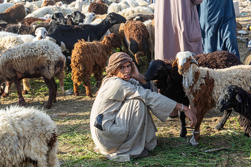 A young Egyptian with his sheep at the Daraw Camel and Animal Market. Here you will see the true Middle Eastern bargaining and negotiation at its finest as the traders vie for the best prices for their animals.