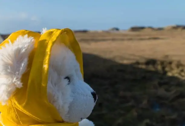 Photo of Teddy Bear with Raincoat in Front of Dunes