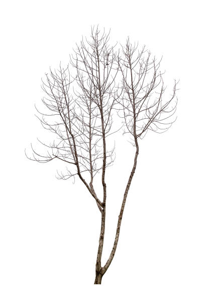 bare tree against isolated on white background. - abstract autumn bare tree empty imagens e fotografias de stock