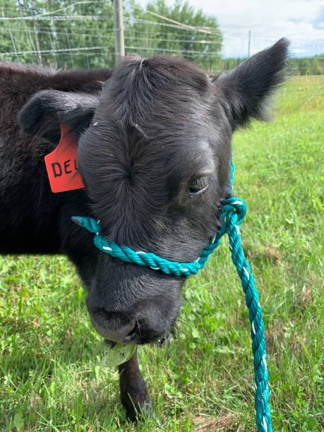 istock Young Black Calf Training to be a dairy cow one day! 1266879401