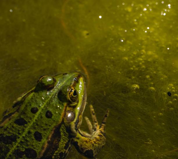 istock Frog sitting in Swamp 1266879422
