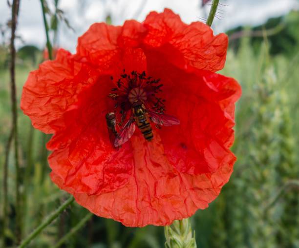 istock Insects in Poppy Flower 1266879603