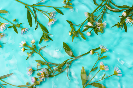 Natural creative background of daisies in a blue water top view.