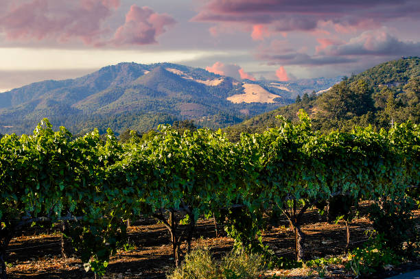 un lever de soleil matinal sur la vallée de napa avant la récolte d’automne. - vineyard napa valley field in a row photos et images de collection