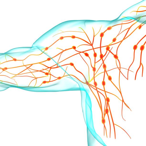 istock Human Lymph Nodes Anatomy For Medical Concept 3D Rendering 1266882536