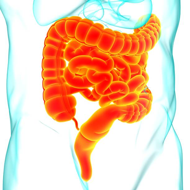 istock Small and Large Intestine 3D Illustration Human Digestive System Anatomy 1266882761