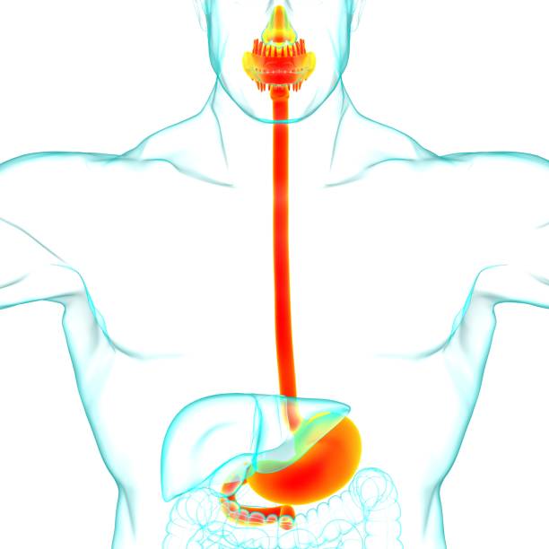 istock Stomach Anatomy Human Digestive System For Medical Concept 3D Rendering 1266882800
