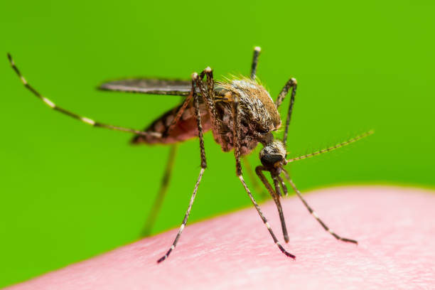 encefalite, febbre gialla, malattia della malaria o virus zika infettato culex mosquito parassita insetto macro su sfondo verde - malaria parasite foto e immagini stock