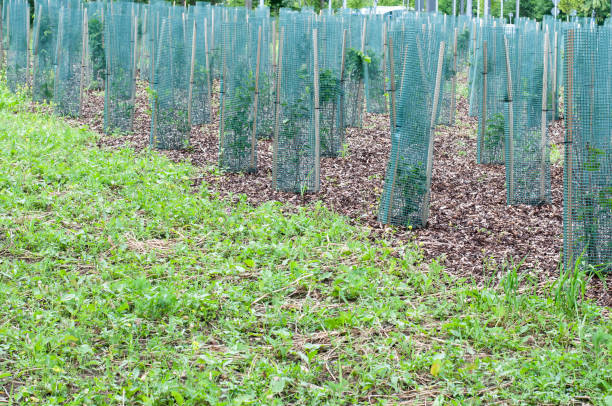 istock green metal mesh around young trees on bark mulch 1266885920