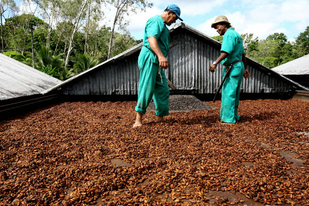 grãos de cacau secos no sul da bahia - cocoa cocoa bean chocolate brazil - fotografias e filmes do acervo