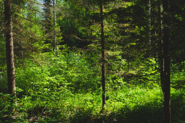 istock Dense forest on a summer day. plants and trees. overgrown woodland 1266888747
