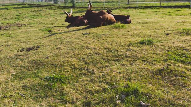 istock Bulls resting in the zoo 1266888790