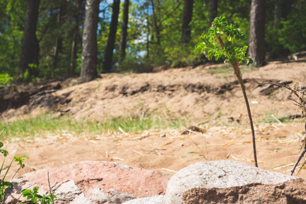istock Blooming sprout of the plant 1266888836