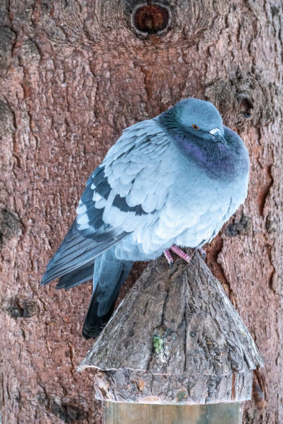 istock The fat pigeon is importantly sitting on a branch. 1266890565