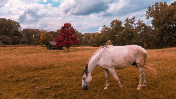 istock horse grazing on a farm in fall 1266891500