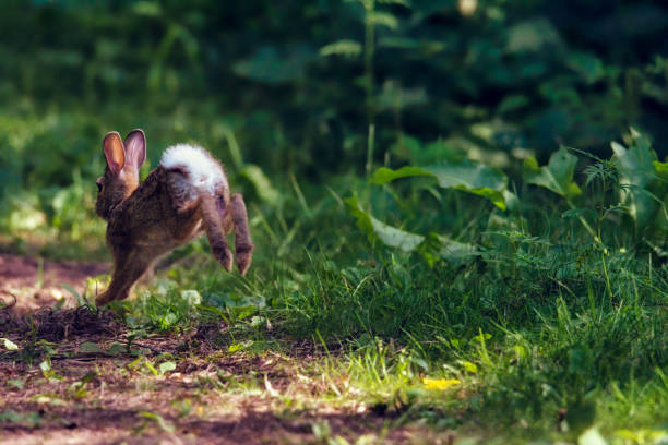 istock rabbit running away like alice in wonderland 1266891561