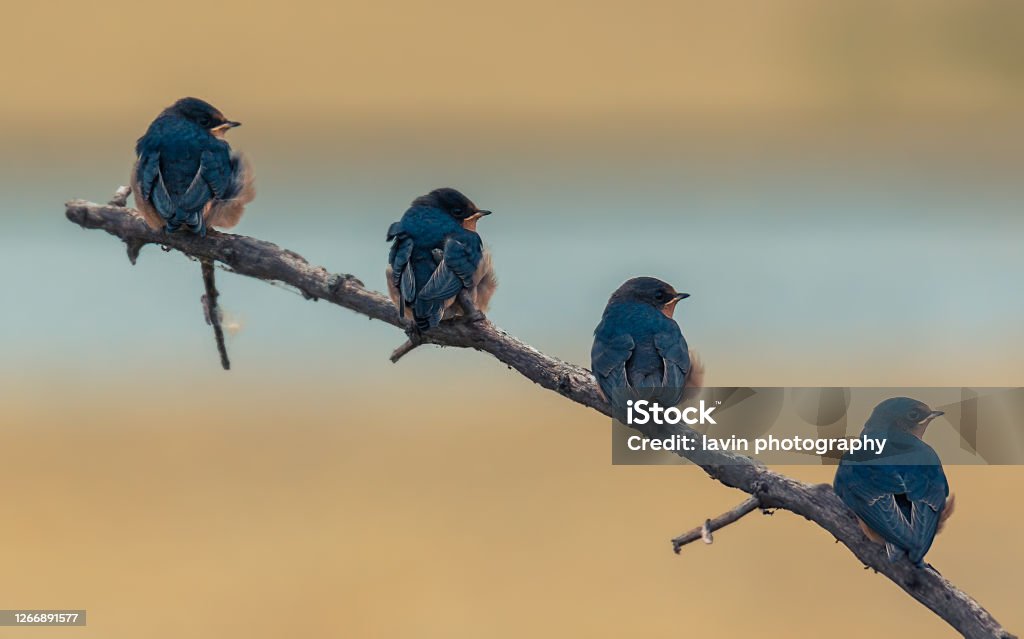 blue birds maintaining social distancing Bluebird - Bird Stock Photo