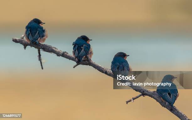 Blue Birds Maintaining Social Distancing Stock Photo - Download Image Now - Bluebird - Bird, Bird, Minnesota