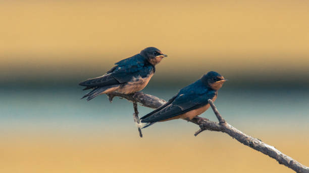 istock barn swallow feeding frenzy 1266892113