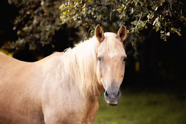 istock Palomino stallion in green grass pasture 1266892219