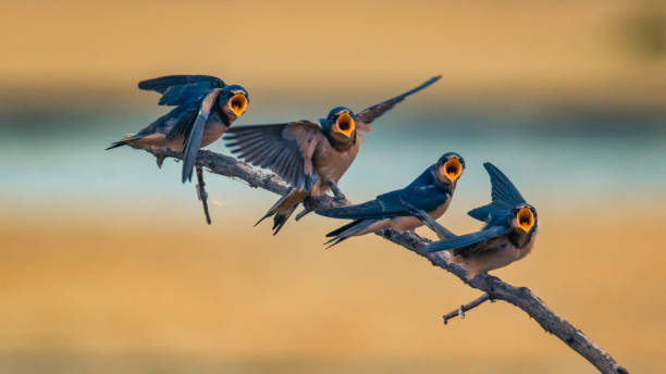 weekend choir practice - funny bird imagens e fotografias de stock