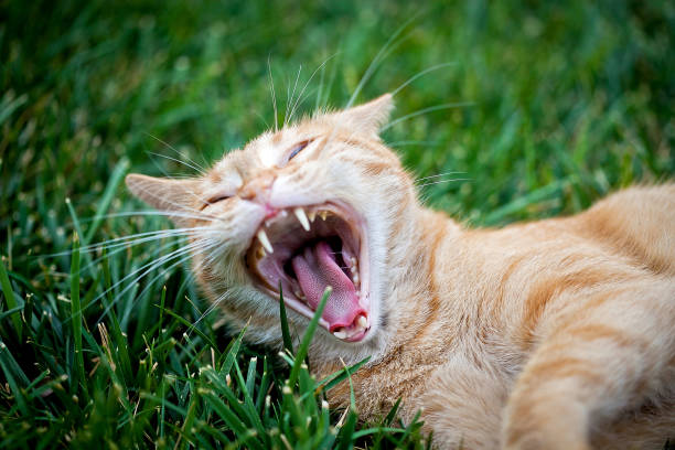 istock Sleepy kitty yawning in the grass 1266892346