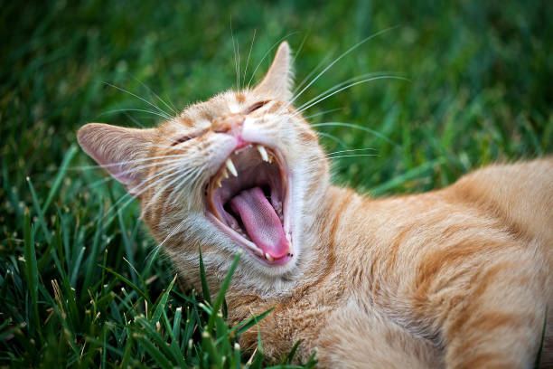 istock Sleepy kitty yawning in the grass. 1266892348