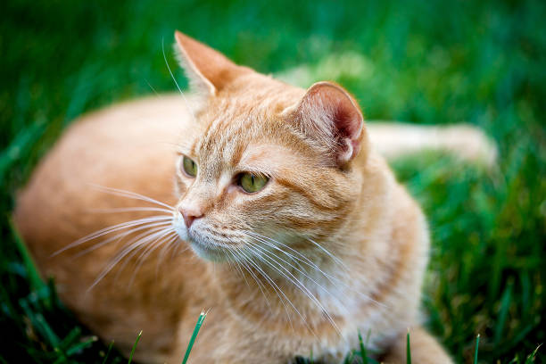 istock Orange kitty relaxing in the grass. 1266892353
