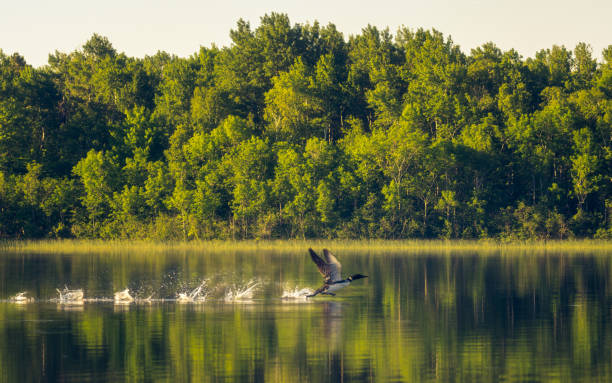 loons preparing for take off loons preparing for take off loon bird stock pictures, royalty-free photos & images
