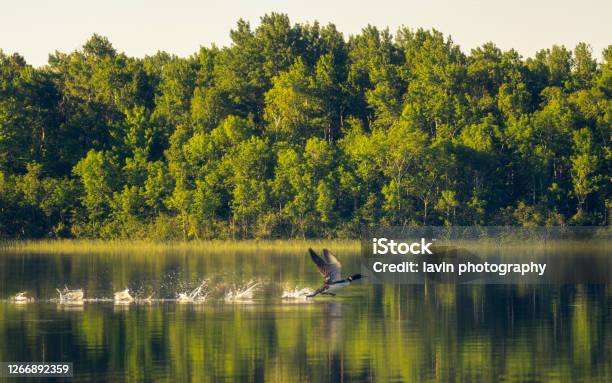 Loons Preparing For Take Off Stock Photo - Download Image Now - Minnesota, Tree, Lake