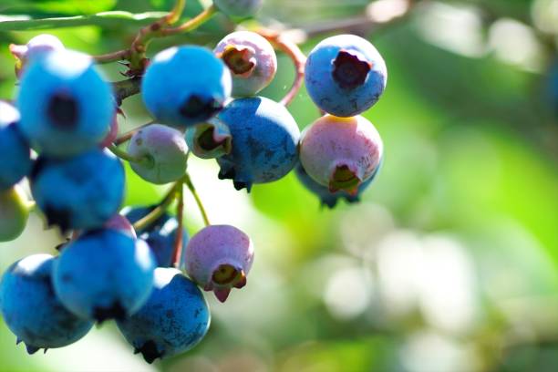 istock Delicious bulberry in a tourist orchard 1266892372