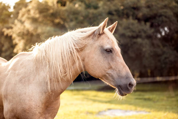 palomino stallion in green grass pasture - palomino imagens e fotografias de stock