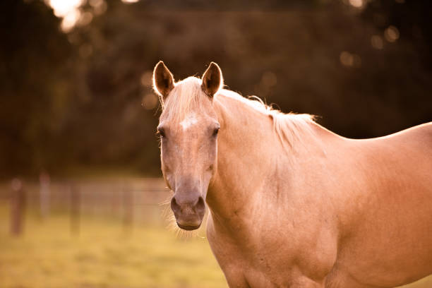istock Palomino stallion in green grass pasture 1266892490