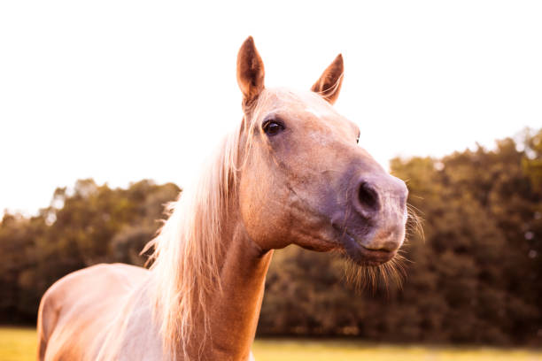 istock Palomino stallion in green grass pasture 1266893131