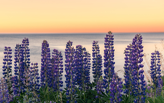 lupines at sunset