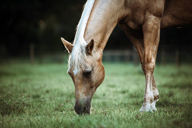 istock Palomino stallion in green grass pasture 1266894722