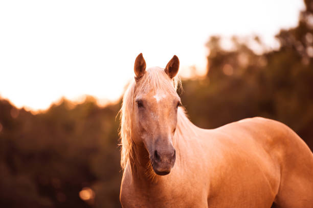 istock Palomino stallion in green grass pasture 1266894746