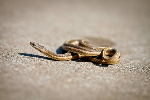 istock Garden snake basking in the sun 1266894847