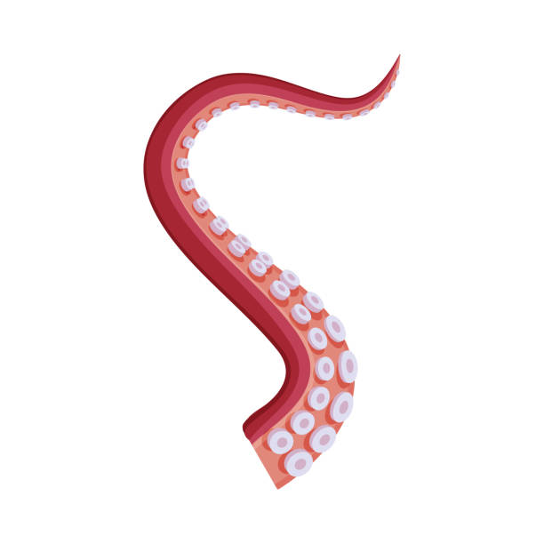 istock Octopus or Squid Tentacle, Underwater Marine Animal Part of Body Vector Illustration 1266895589