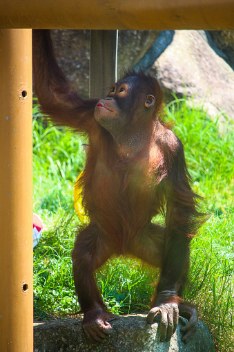 A monkey called Orangutan