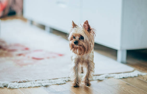 istock Yorkshire Terrier in living room. 1266896772