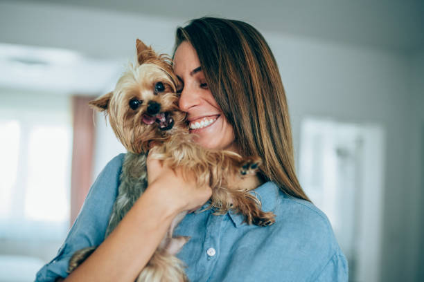 Beautiful smiling young woman embracing her cute Yorkshire terrier at home.