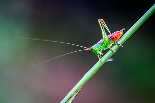 Close up on Hawaiian insect.