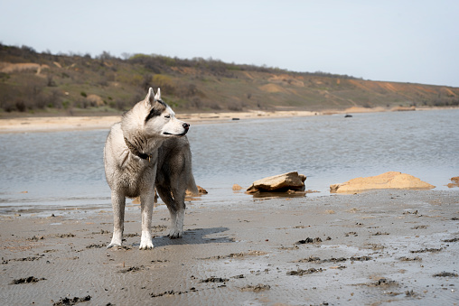 A mature Siberian Husky male is standing on the beach. The male has wet grey & white fur and blue eyes. The surface is brown sand, clay. There some yellow rocks and water in the background.