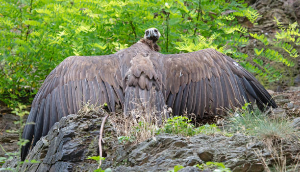 istock Large brown vulture looking spreading it's wings 1266899542