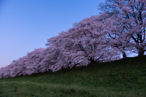 istock Blue sky at dawn and a row of cherry blossom trees 1266899785