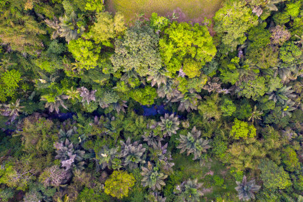 istock Top View of River in Rainforest, Ubud, Indonesia 1266901600