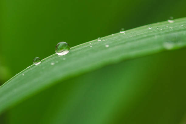 istock Water drops on green plant leaf. Abstract, organic. 1266904365